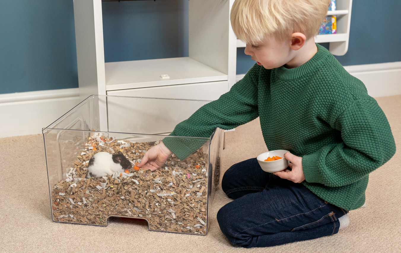 Ein Kind füttert einen Hamster in der Einstreuschublade des Qute Hamsterkäfigs