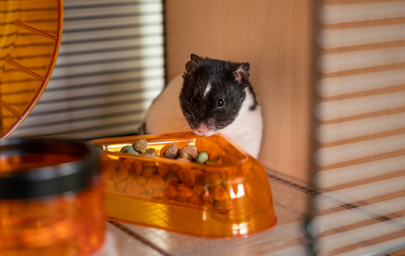 Ein Hamster beim Knabbern im Qute Hamsterkäfig