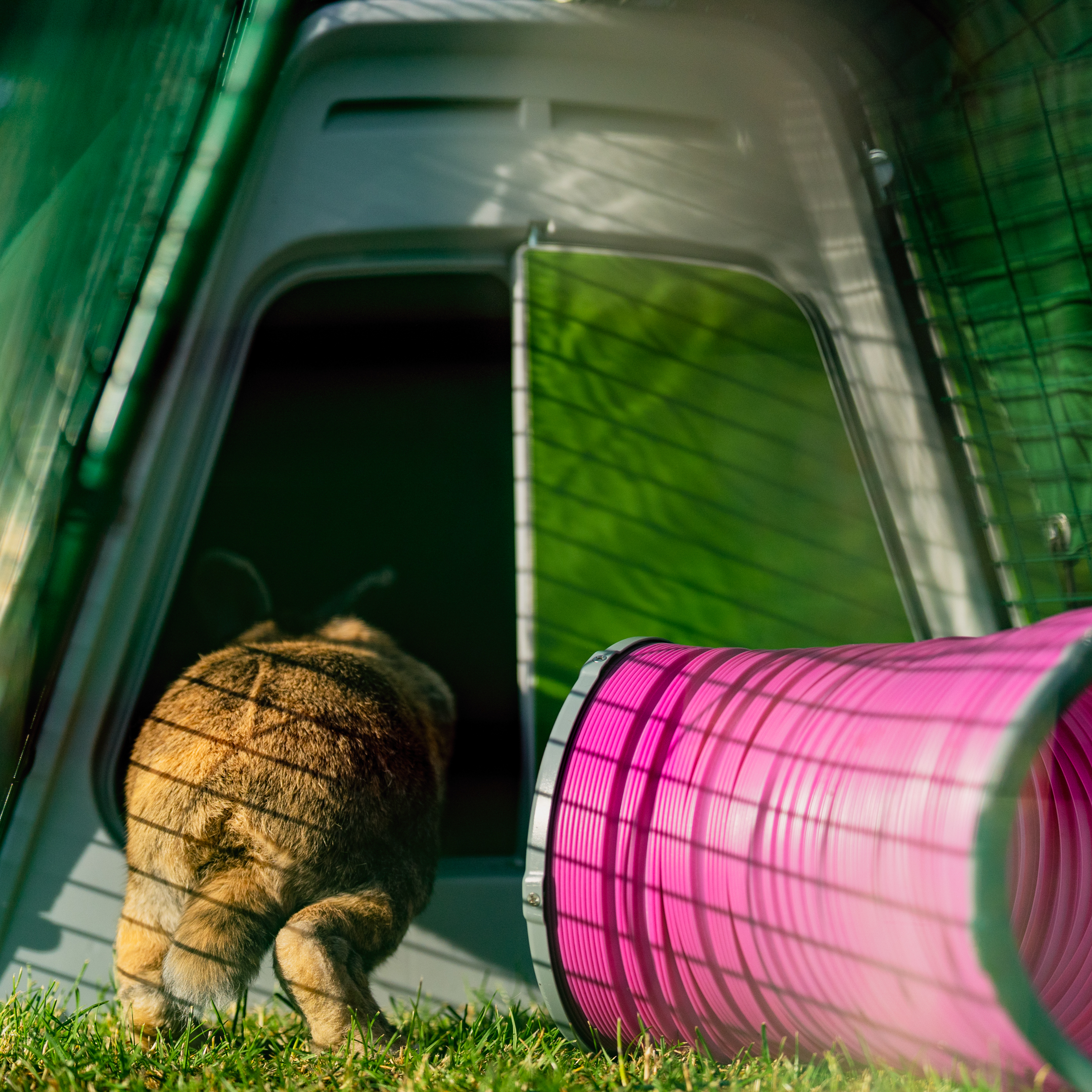 Kaninchen hüpft in einen Eglu-Go-Stall neben einem rosa Spieltunnel.