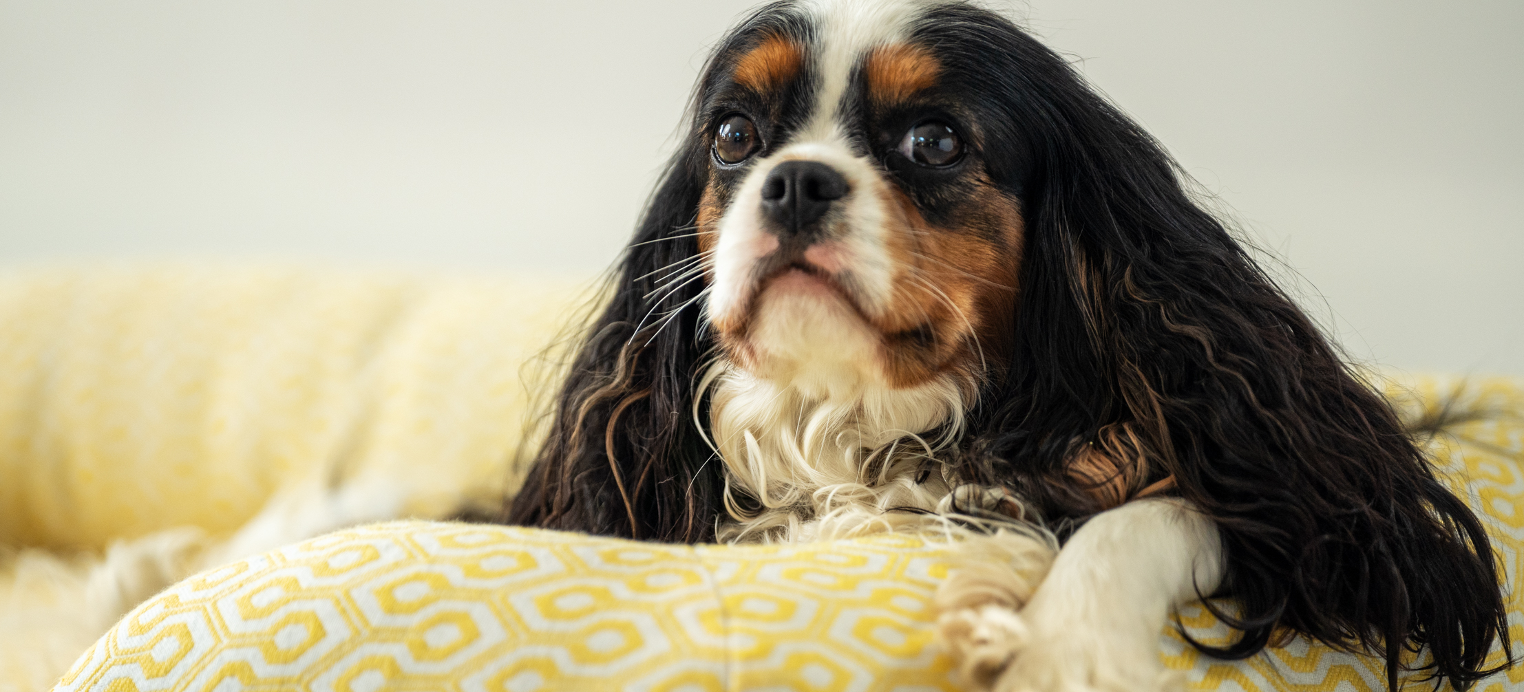 Ein Cavalier King Charles Spaniel auf Omlets Hundenest in Honeycomb Pollen