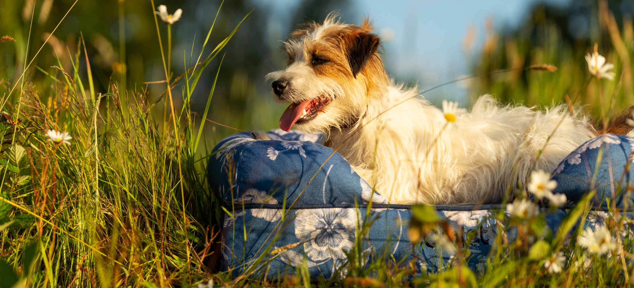 Ein Terrier sitzt im Freien auf seinem Omlet Hundesofa in Gardenia Porcelain