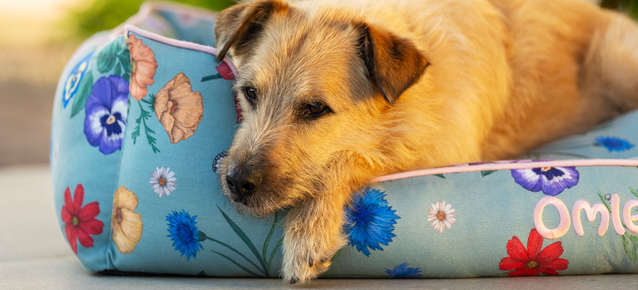 Ein Terrier auf Omlets Hundenest in Gardenia Sage