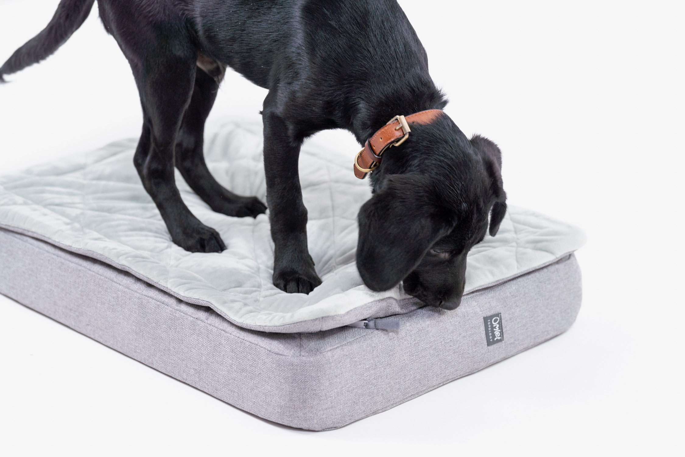 Ein Labrador, der sein Topology Hundebett von Omlet inspiziert