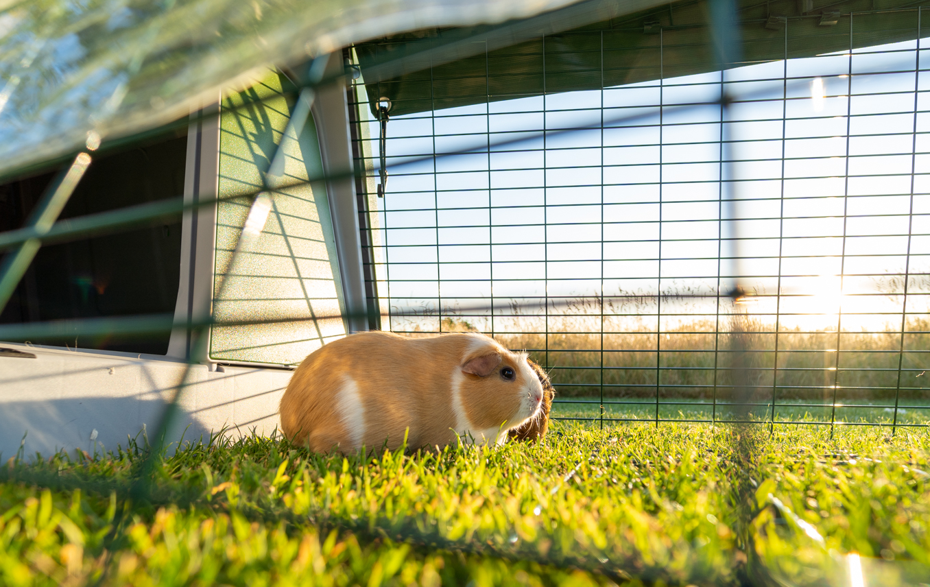 Meerschweinchen im raubtiersicherem Auslaufs des Eglu Go