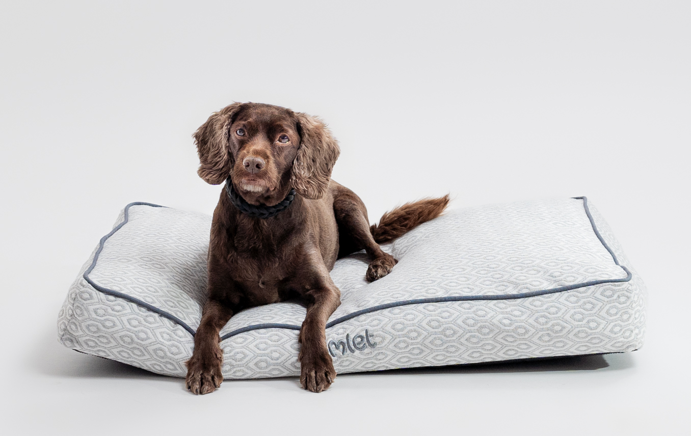 Ein Springer Spaniel, der sich auch seinem Omlet Hundekissen in Honeycomb Slate ausruht data-image-id=