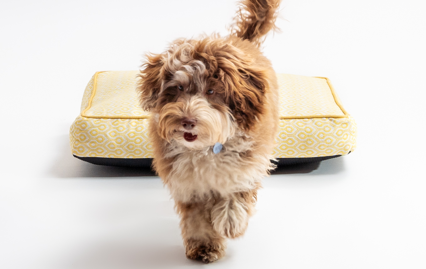 Ein junger Hund und sein Omlet Hundekissen in Honeycomb Pollen