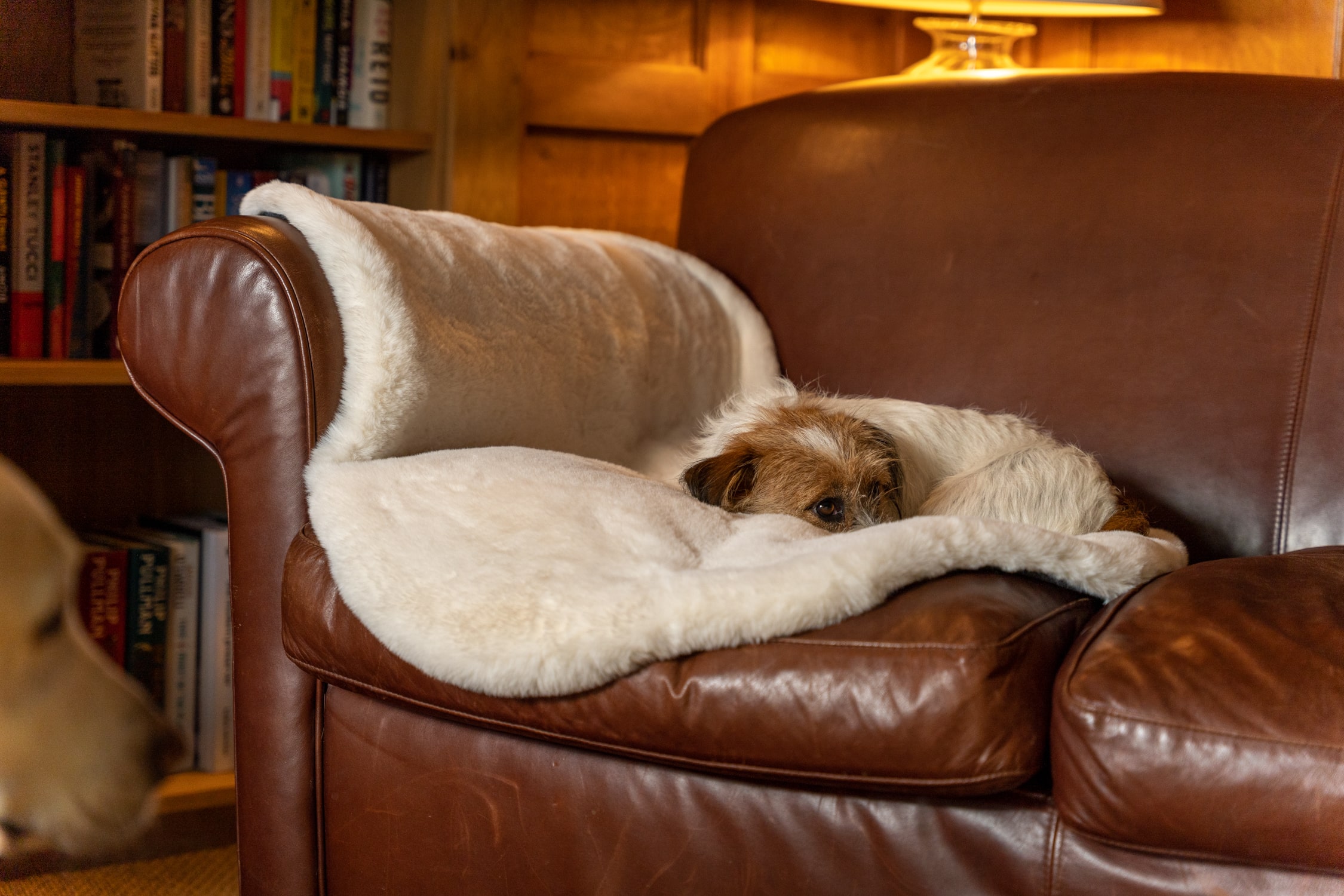 Ein Jack Russell Terrier, der es sich auf dem Sofa auf Omlets luxuriöser Hundedecke aus Schaffellimitat gemütlich gemacht hat