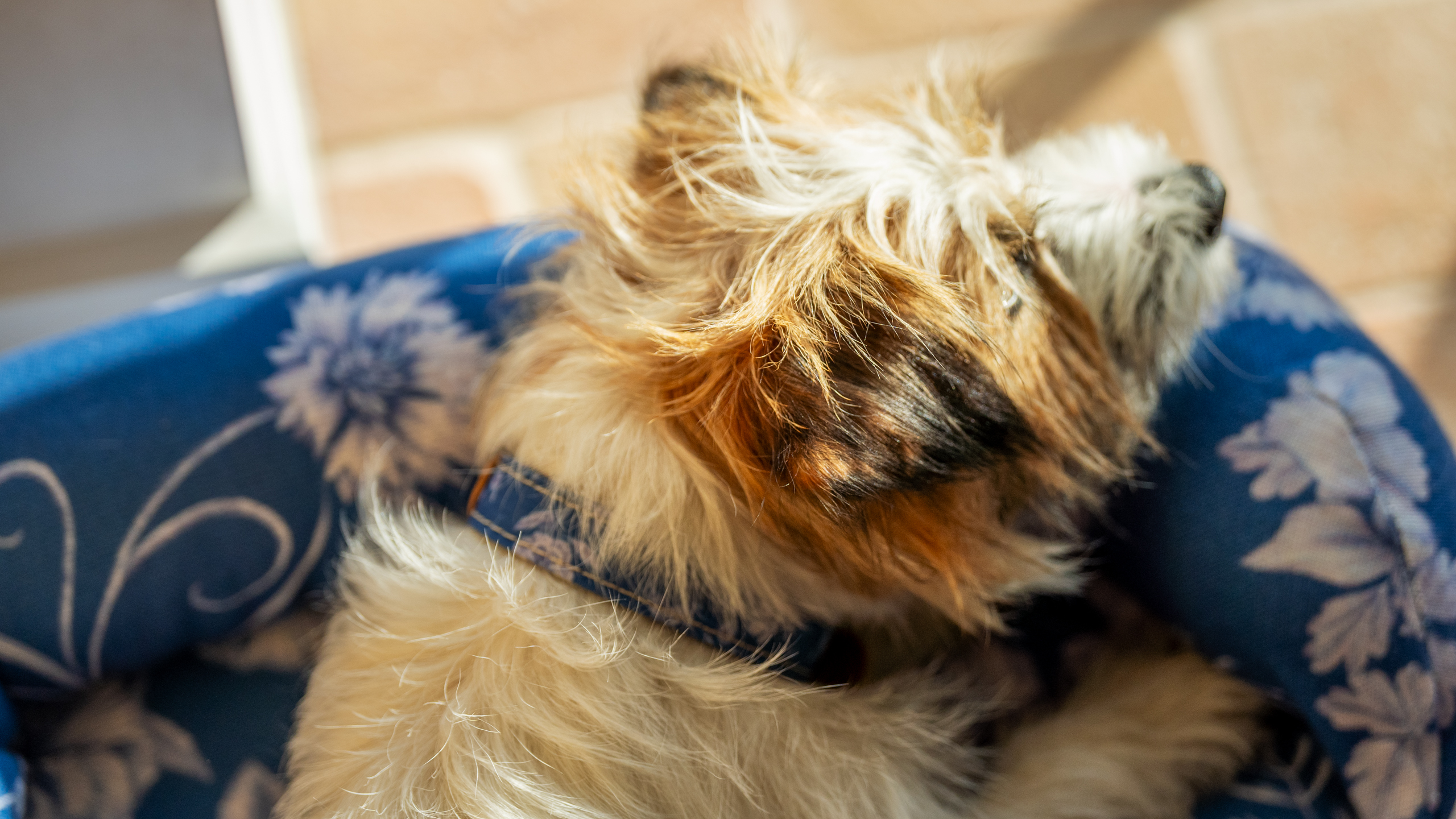 Ein kleiner Terrier genießt seine Zeit im Freien auf seinem Omlet Hundesofa in Gardenia Porcelain