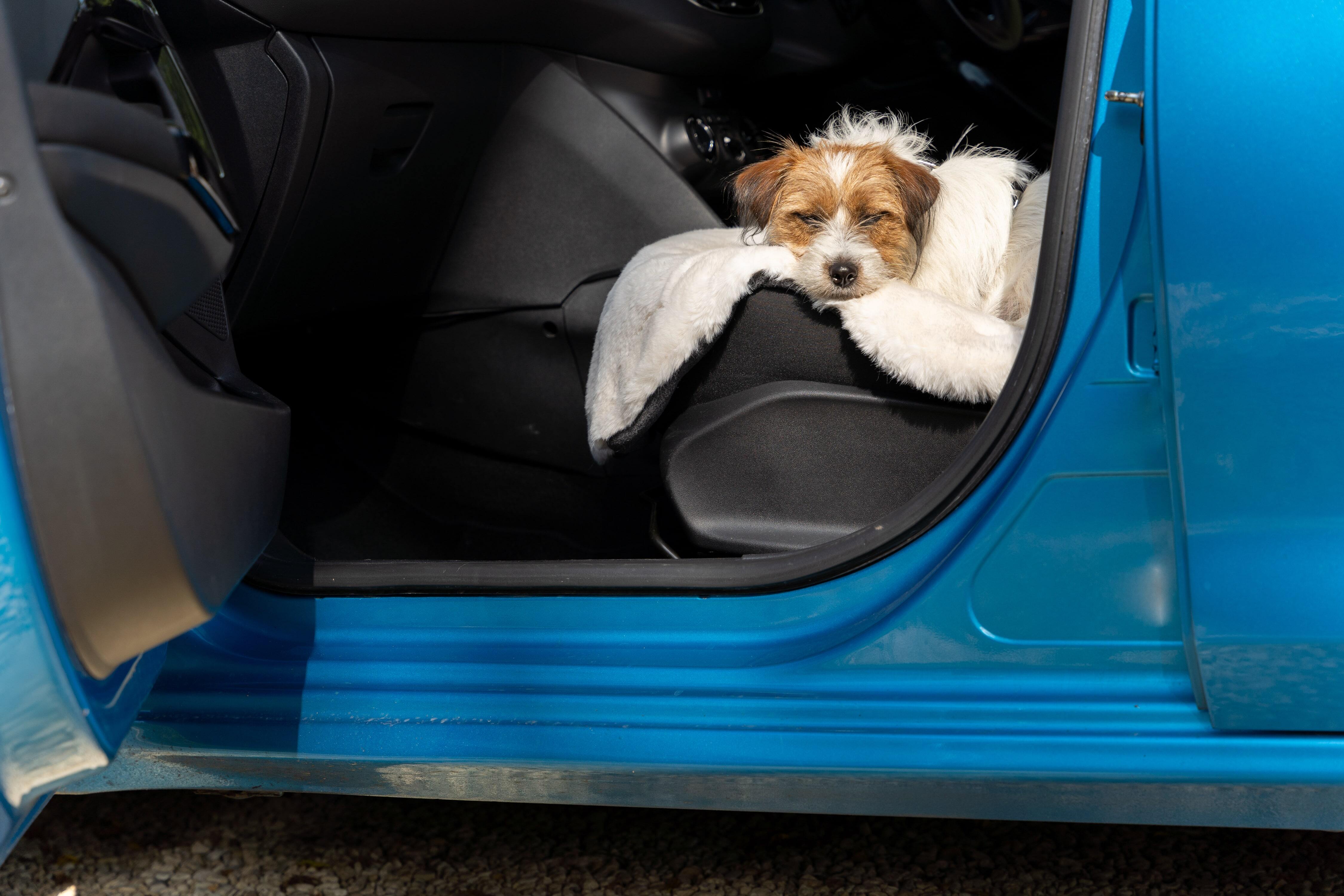 Ein Jack Russell Terrier, der im Auto auf Omlets luxuriöser Hundedecke aus Schaffellimitat liegt.