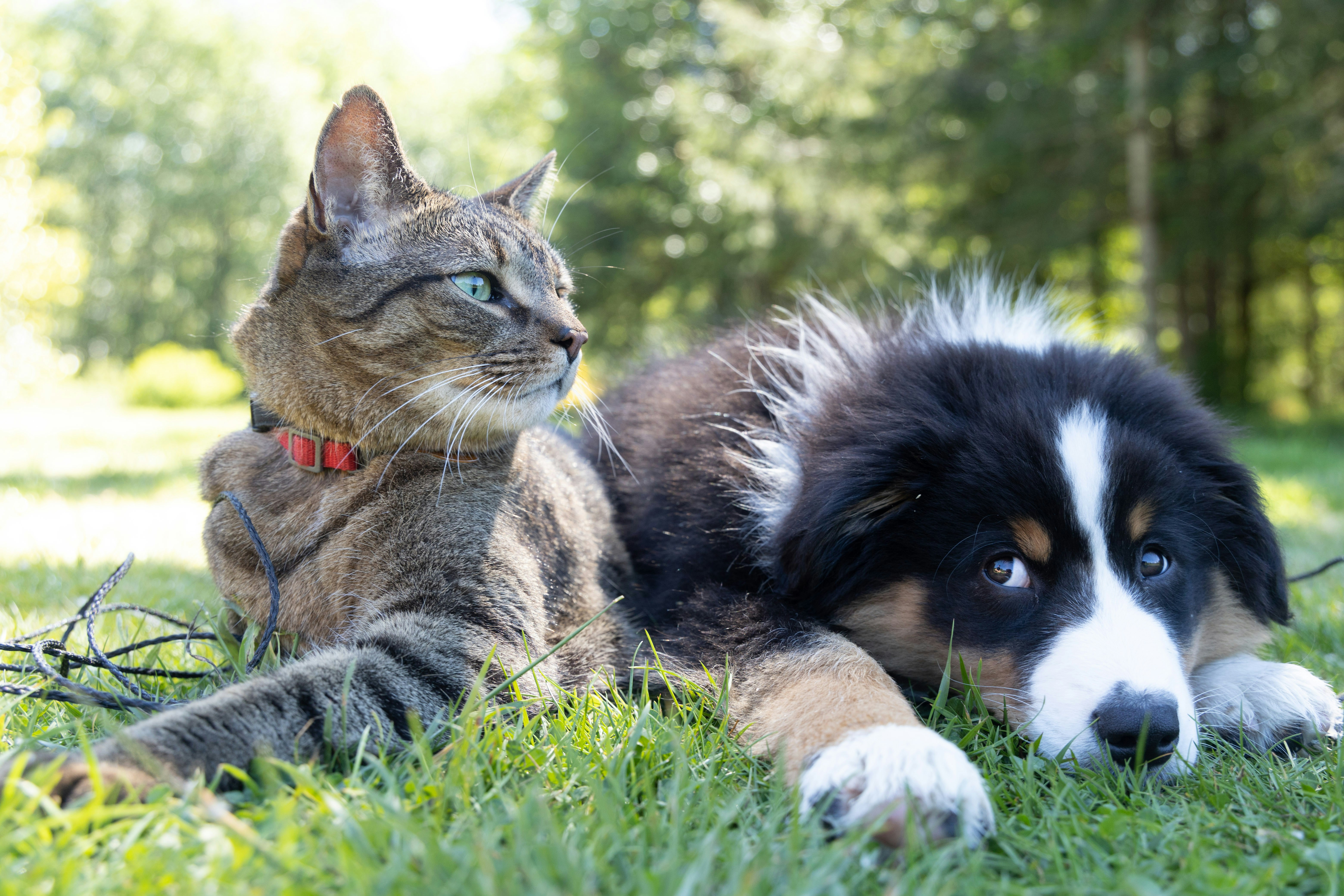Eine Katze und ein Hund liegen im Freien nebeneinander