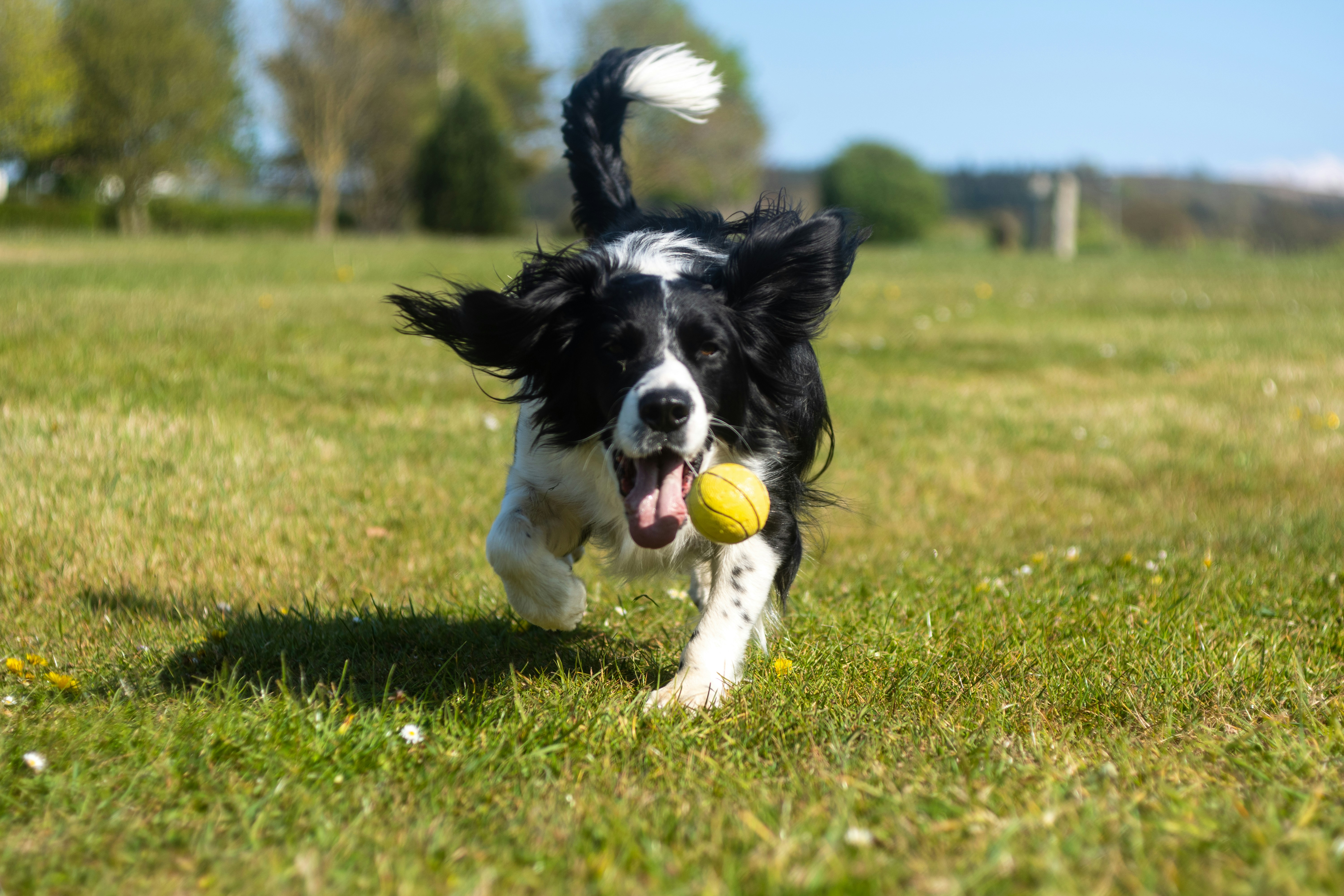 Ein Hund bei einem Apportierspiel mit einem Tennisball