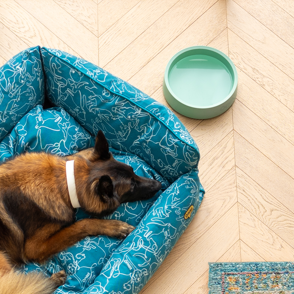 Ein großer Deutscher Schäferhund liegt auf seinem Hundenest, neben dem ein Omlet Hundenapf in Salbeigrün steht.