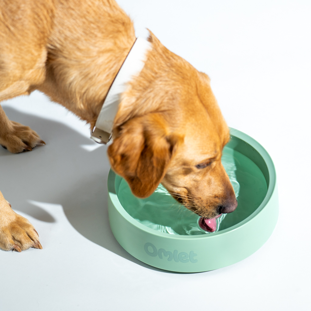 Ein Retriever trinkt aus dem Omlet Hundenapf in Salbeigrün.