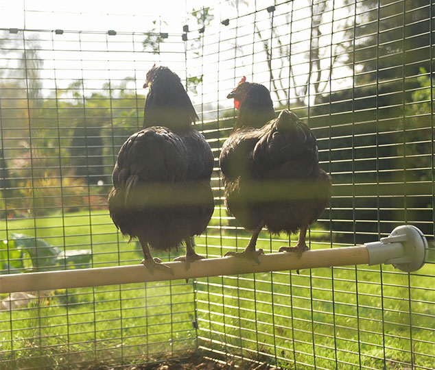 2 Hühner die den Ausblick genießen auf einer Stange