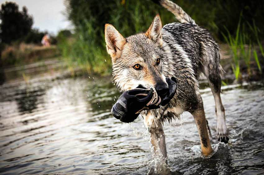 Ein prächtiger Tschechoslowakischer Wolfshund