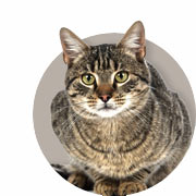 Informationen zu Katzen