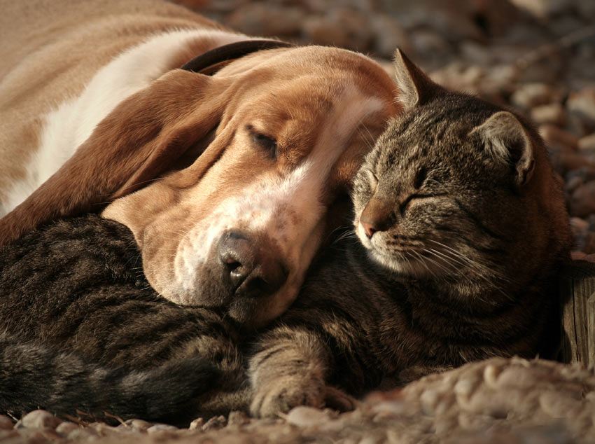 Ein Basset ruht seinen Kopf auf einer getigerten Katze aus