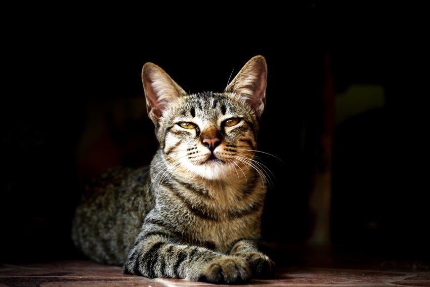 Eine Bengalkatze mit hypoallergenem Fell blinzelt in die Kamera