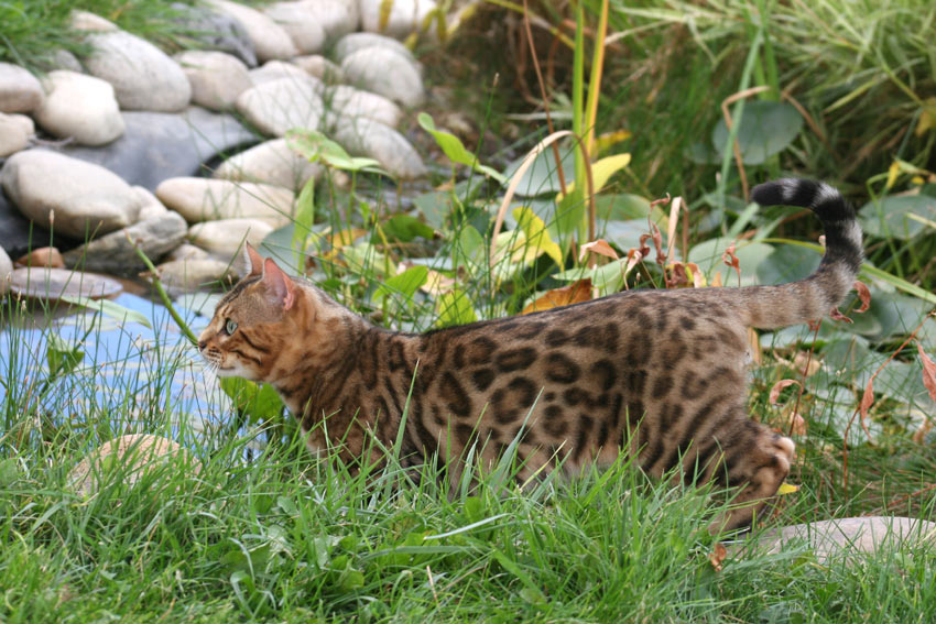 Eine Bengalkatze mit wunderschöner rosettierter Zeichnung