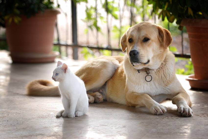 Ein Hund und eine Katze, die sich gut verstehen