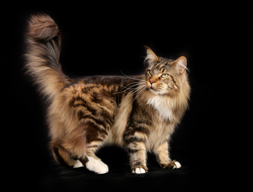 Eine Maine Coon Katze mit buschigen Schwanz