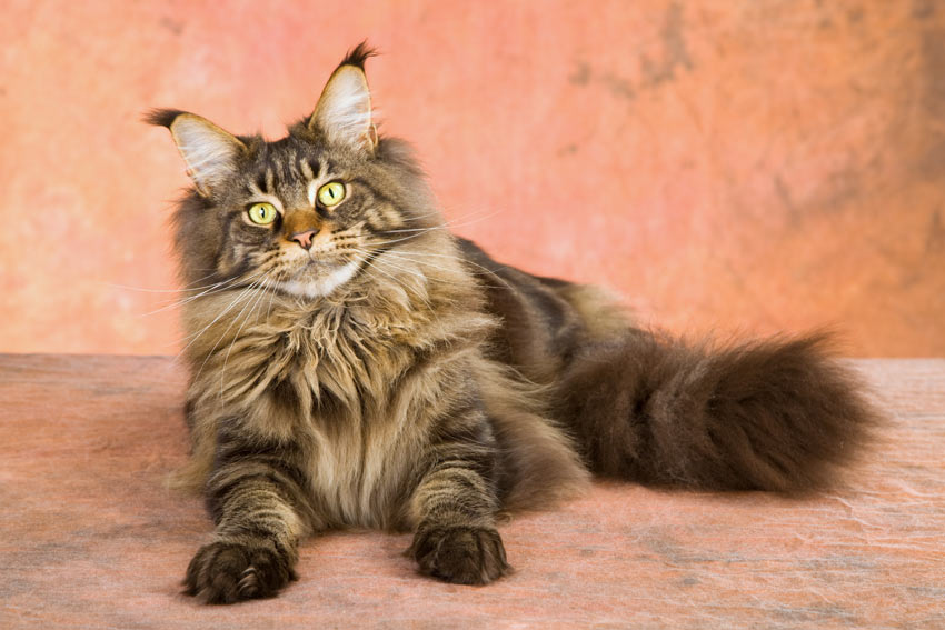 Eine Maine Coon-Katze mit wunderschönem langem Fell