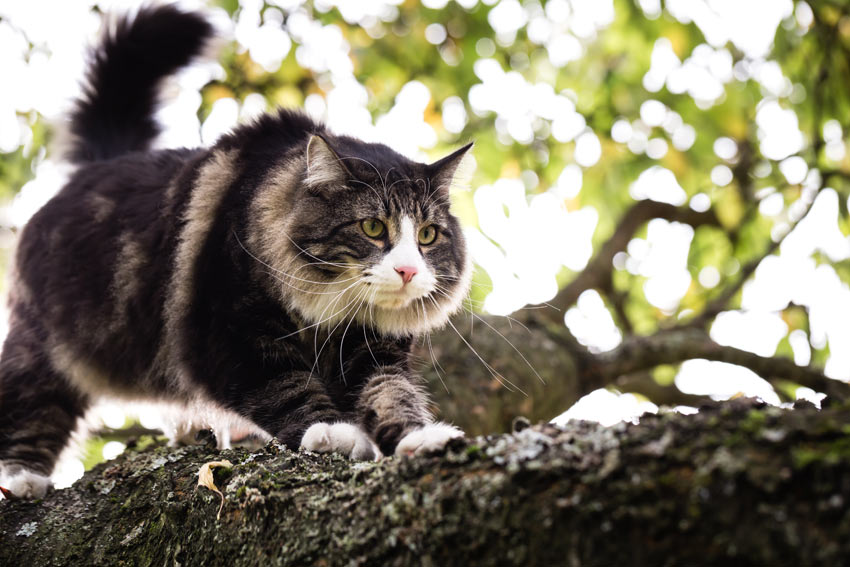 Eine Norwegische Waldkatze mit großem buschigen Schwanz, die auf einen Baum klettert