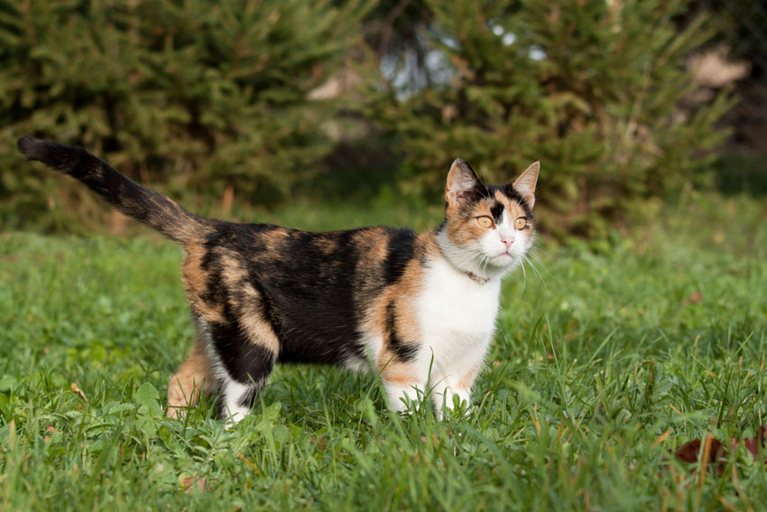 Eine schöne Calico-Katze auf einer Wiese