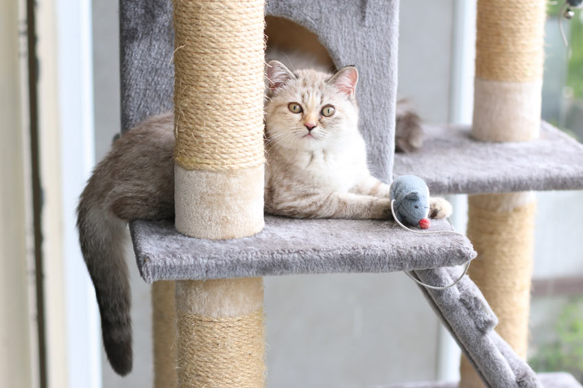 Eine schöne Tiffanie-Katze spielt auf ihrem Kratzbaum