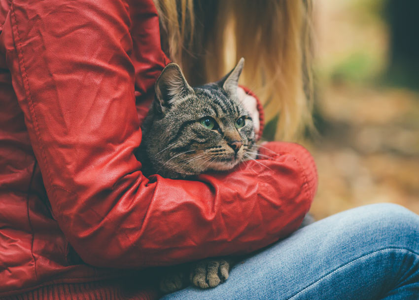 Eine schöne getigerte Katze, die von ihrem Besitzer gehalten wird