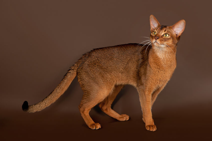 Eine schöne braune Abessinische Kurzhaar-Katze