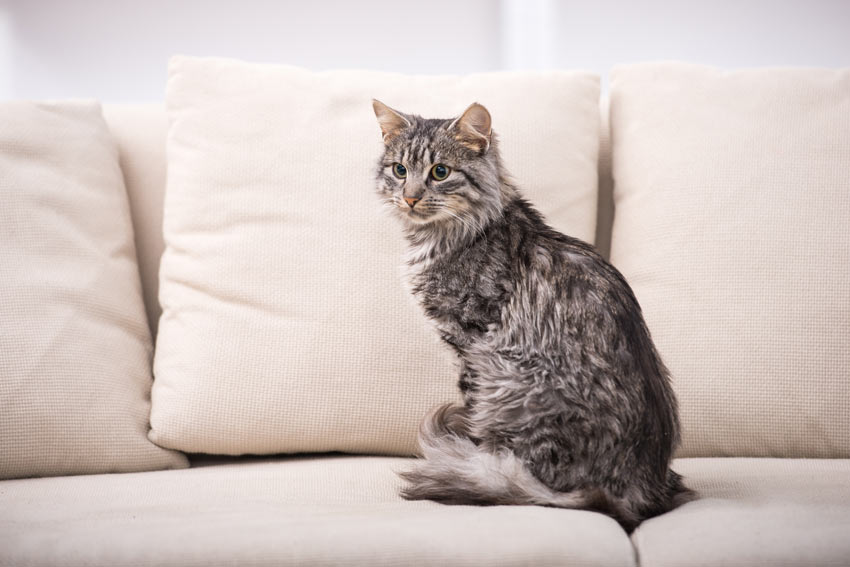 A beautiful grey cat sitting on the sofa