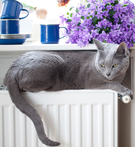 Eine schöne hypoallergene Russisch Blau Katze, die auf einem warmen Heizkörper sitzt