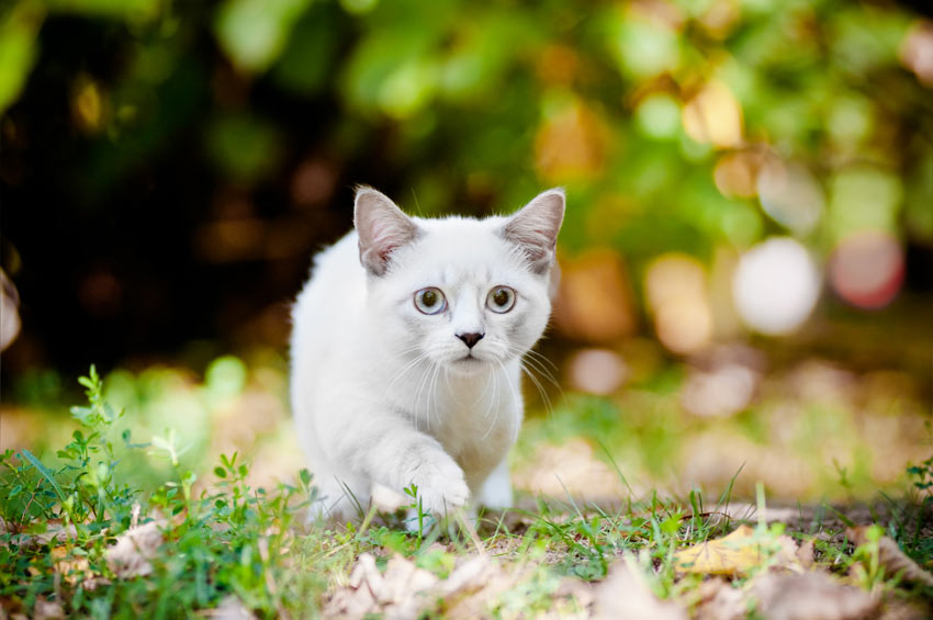 Eine süße weiße Munchkin-Katze mit unglaublich kurzen Beinen