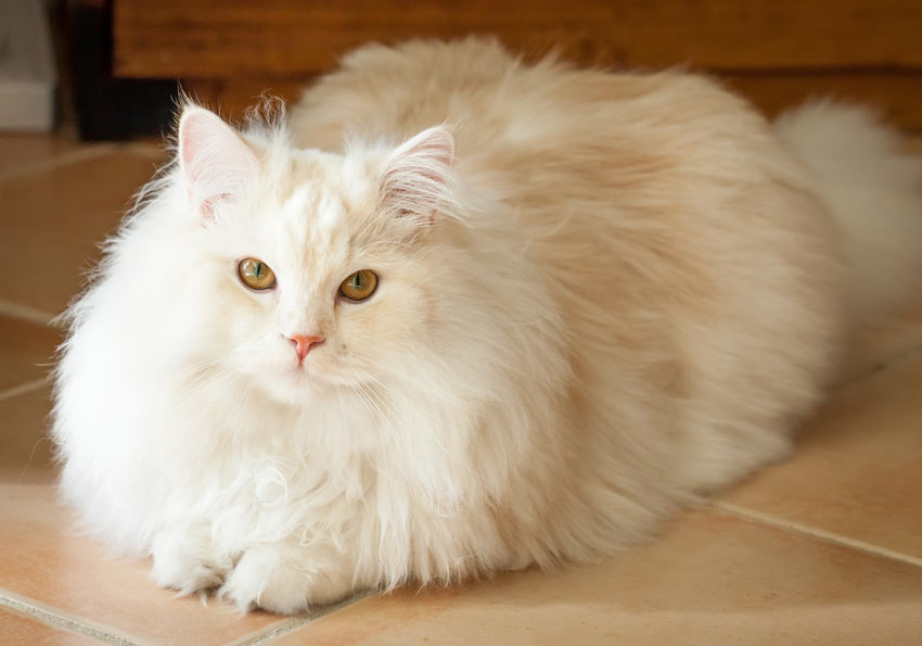 Eine schöne Ragdoll-Katze mit langem weißen Fell