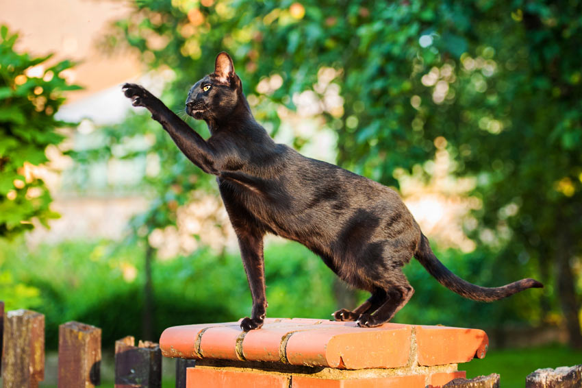 Eine schwarze Orientalische Kurzhaar-Katze mit mit glänzendem hypoallergenem Fell