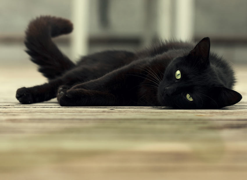 Eine schwarze Katze mit schönen grünen Augen, die Boden ausgestreckt liegt