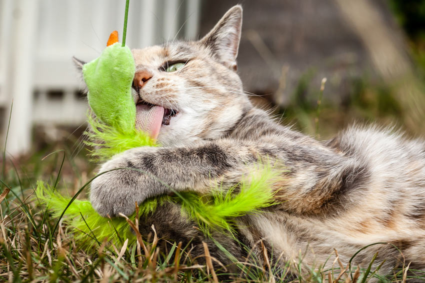 Eine Katze leckt und spielt mit einem Spielzeug im Garten