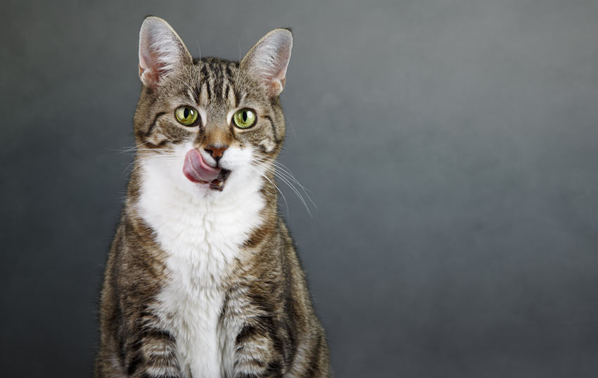 Eine Katze leckt sich die Lippen und wartet darauf, ein Leckerli zu bekommen.
