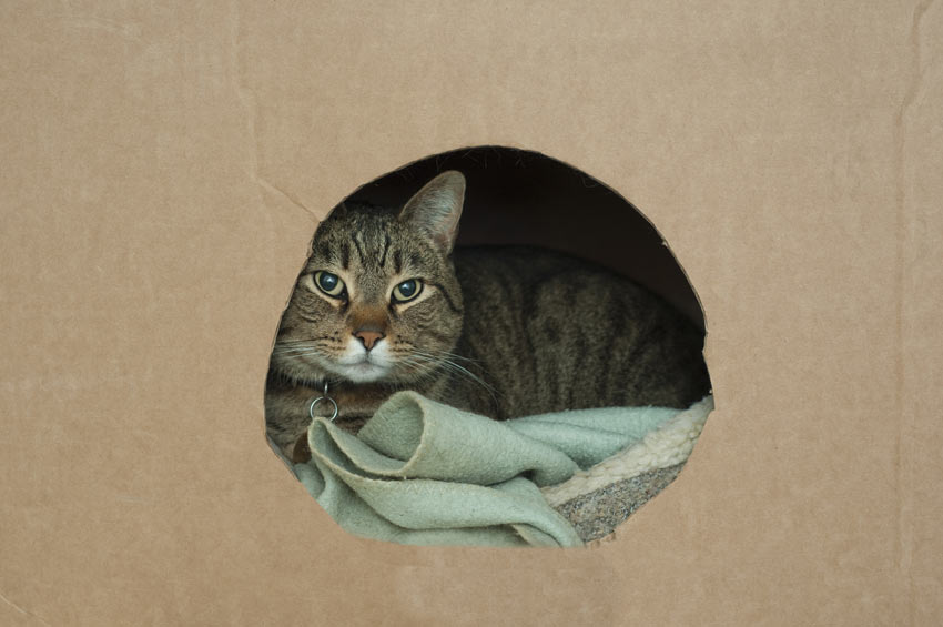 Eine Katze, die für den Umzug bereit in ihrer Box liegt