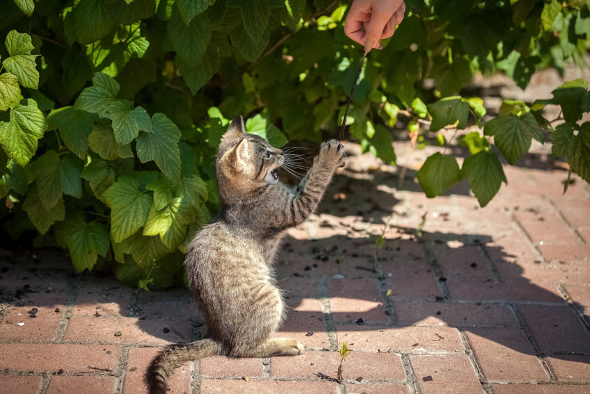 Eine Katze spielt im Garten mit einer Feder