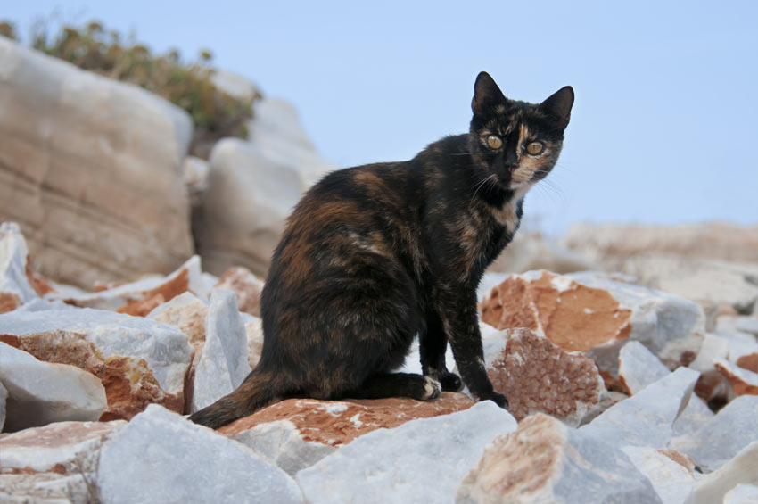 Katze mit schildpatt-farbenem Fell