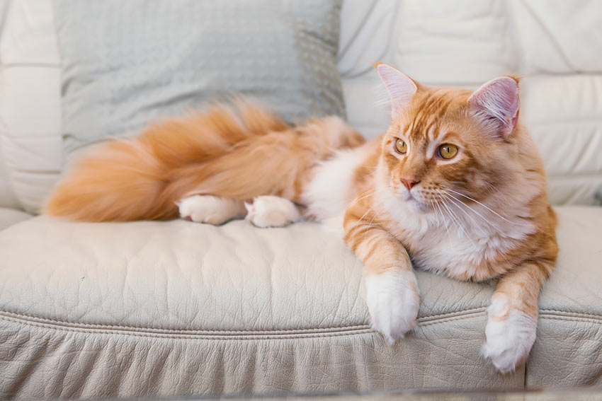 Eine kinderfreundliche Maine Coon Katze