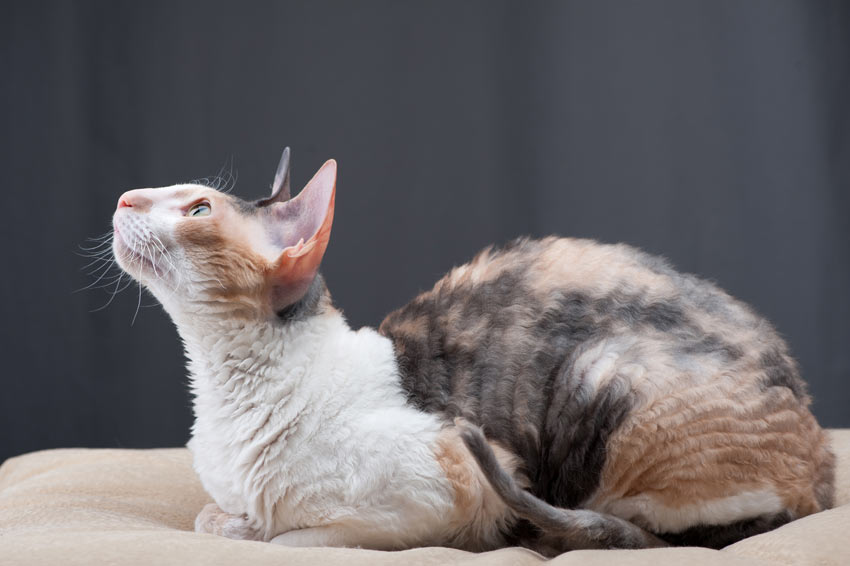 Eine kluge und neugierige Cornish Rex