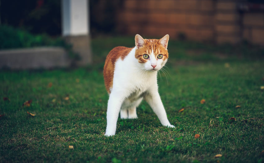 Eine neugierige Katze, die zum ersten Mal draußen unterwegs ist