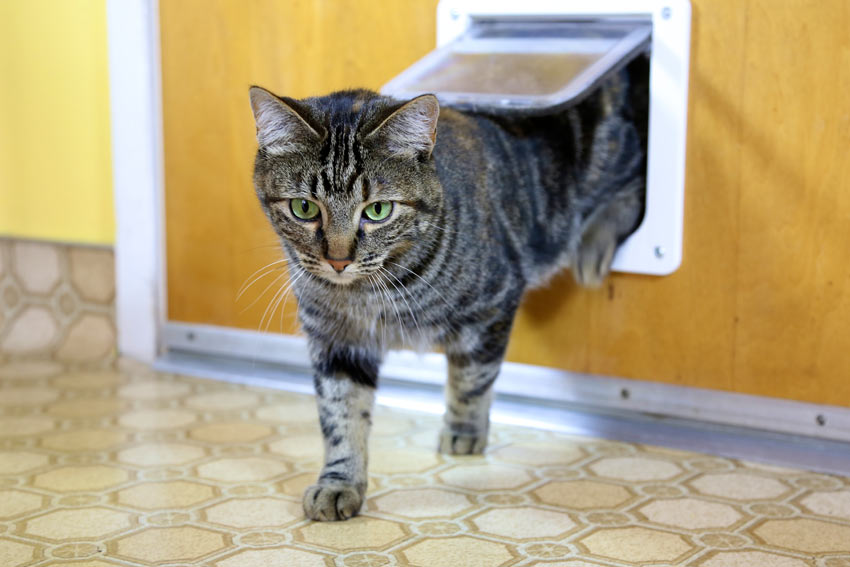 Eine neugierige Tabby Katze benutzt ihre Katzenklappe