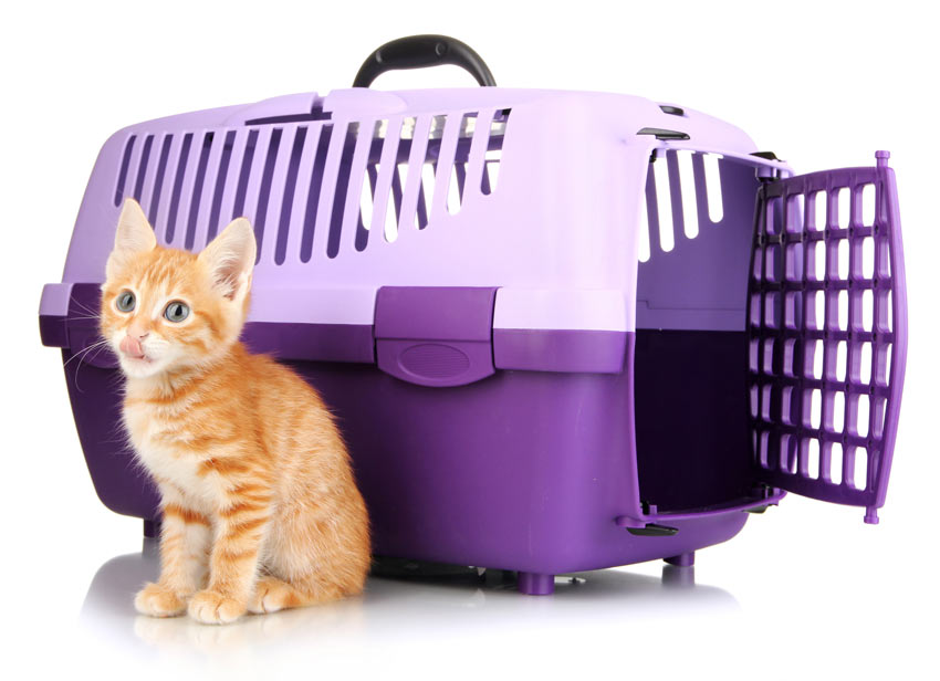 Ein süßes kleines rothaariges Kätzchen, das neben einer Transportbox sitzt