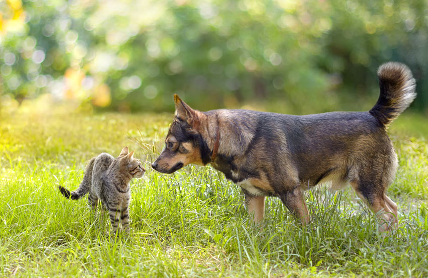 Ein Hund und eine Katze treffen sich zum ersten Mal und schnüffeln sich