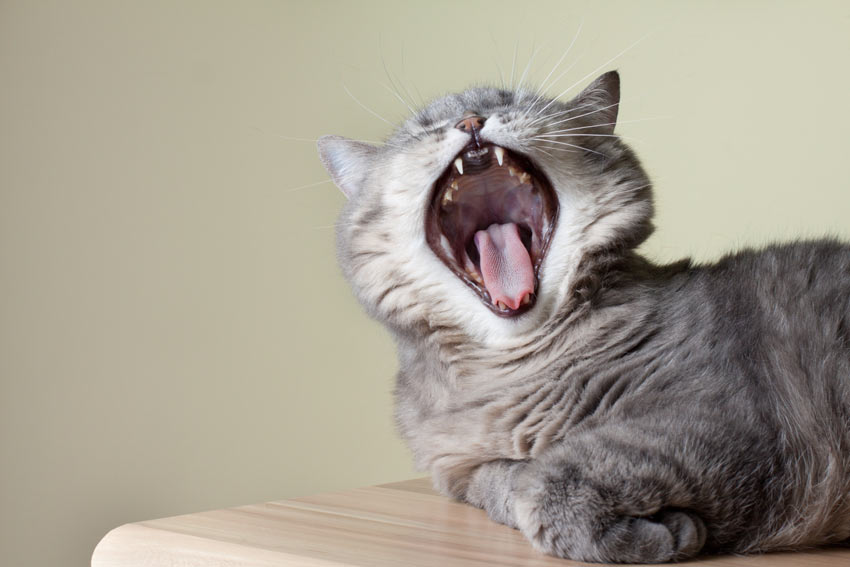 Eine flauschige Hauskatze mit scharfen weißen Zähnen