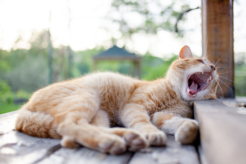Eine rötlich getigerte Katze, zeigt gähnend ihre schönen sauberen Zähne